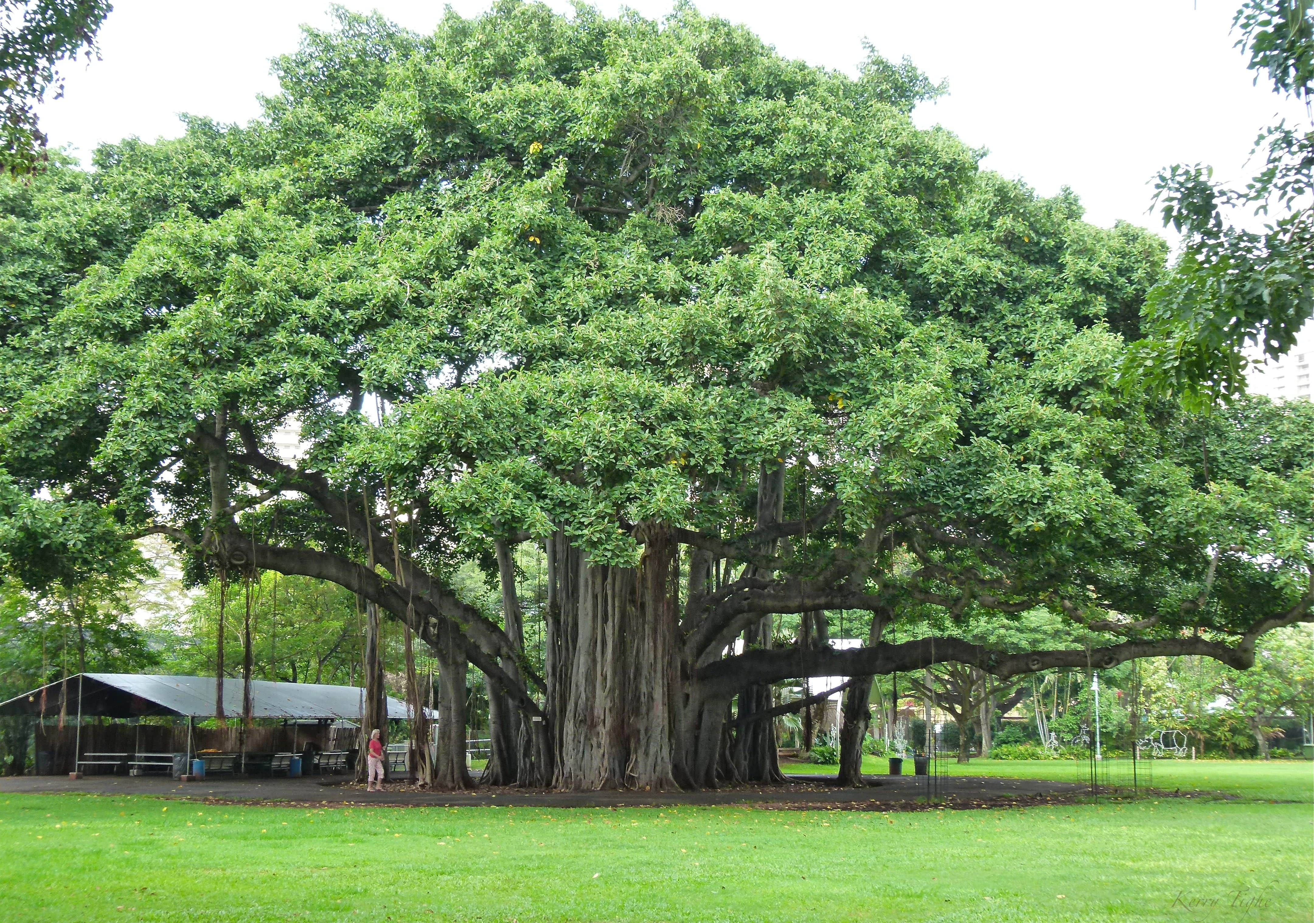  Madhya Pradesh State flower, Banyan tree, Ficus benghalensis 